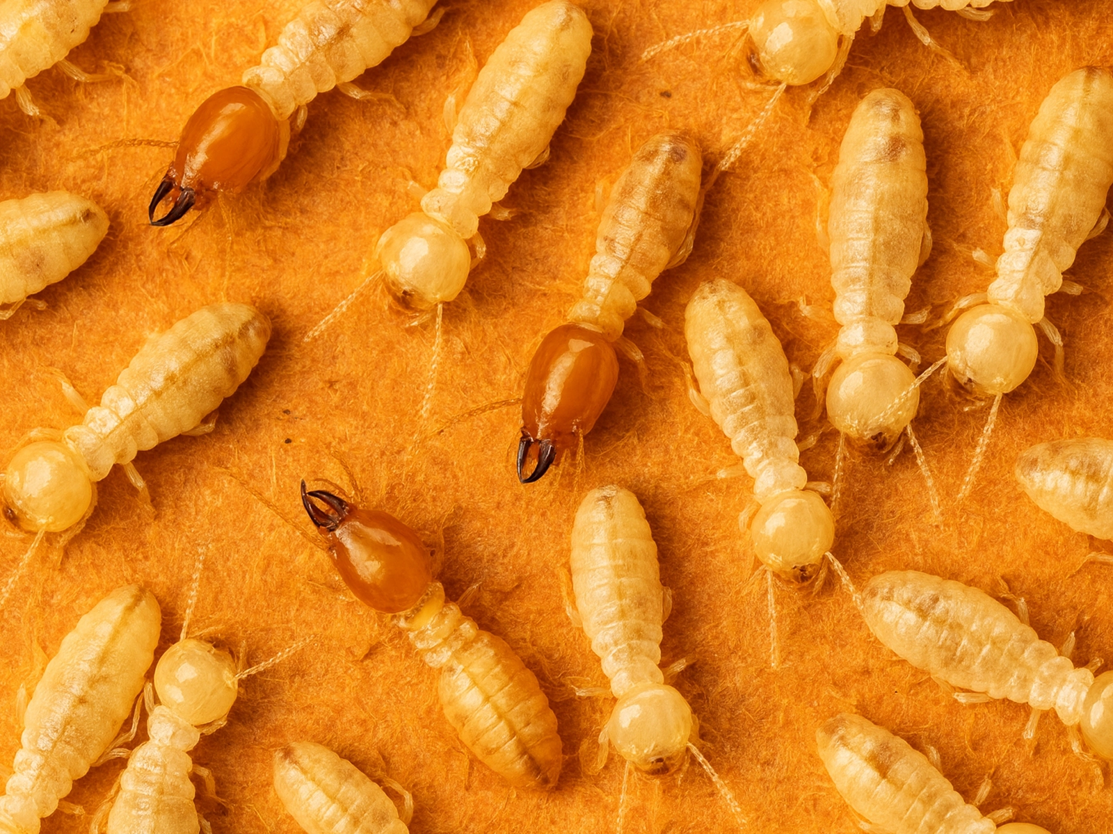 Colonie de termites