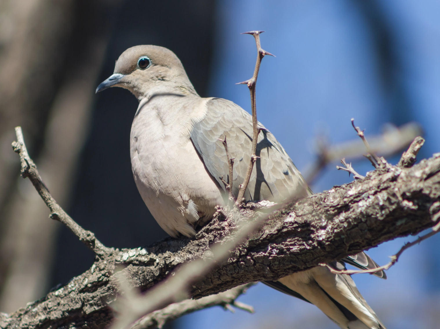 pigeon dans arbre