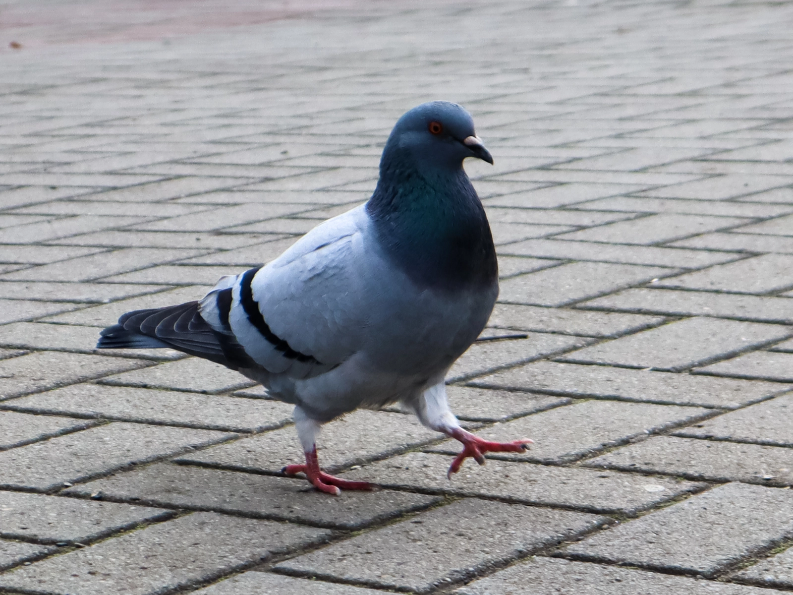 Pigeon dans la rue