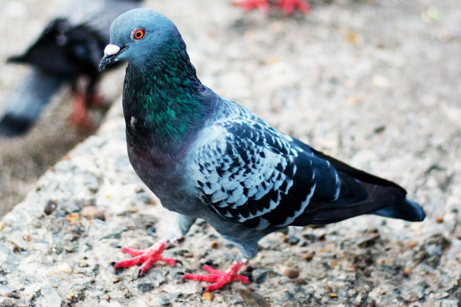 pigeon