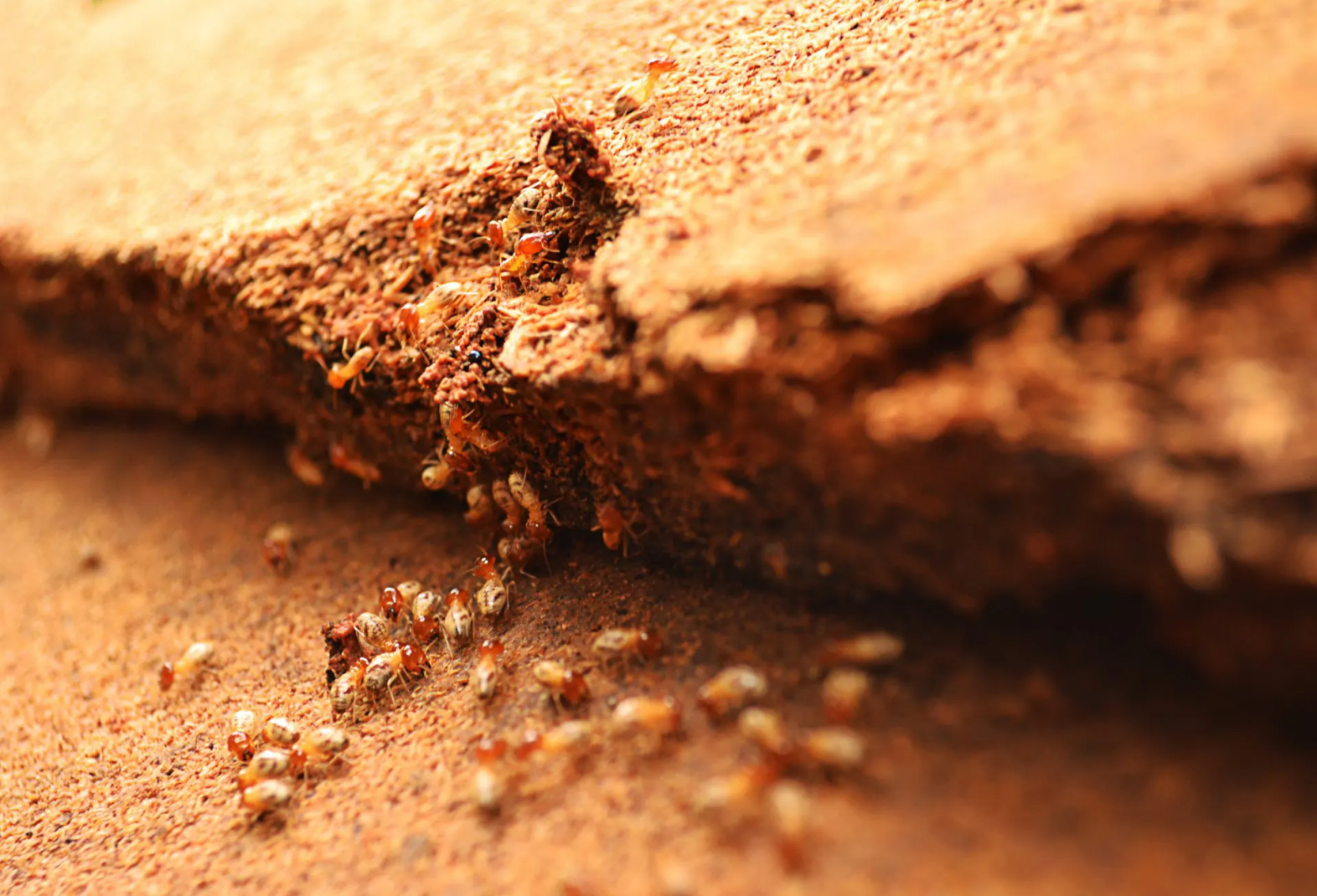 traitement anti-termites